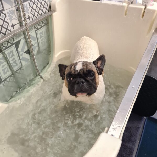 bouledogue Français blanc et marron qui fait sa petite balnéotherapie