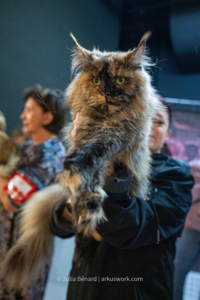 maine coon black tortie en jugement pour le titre de championne
