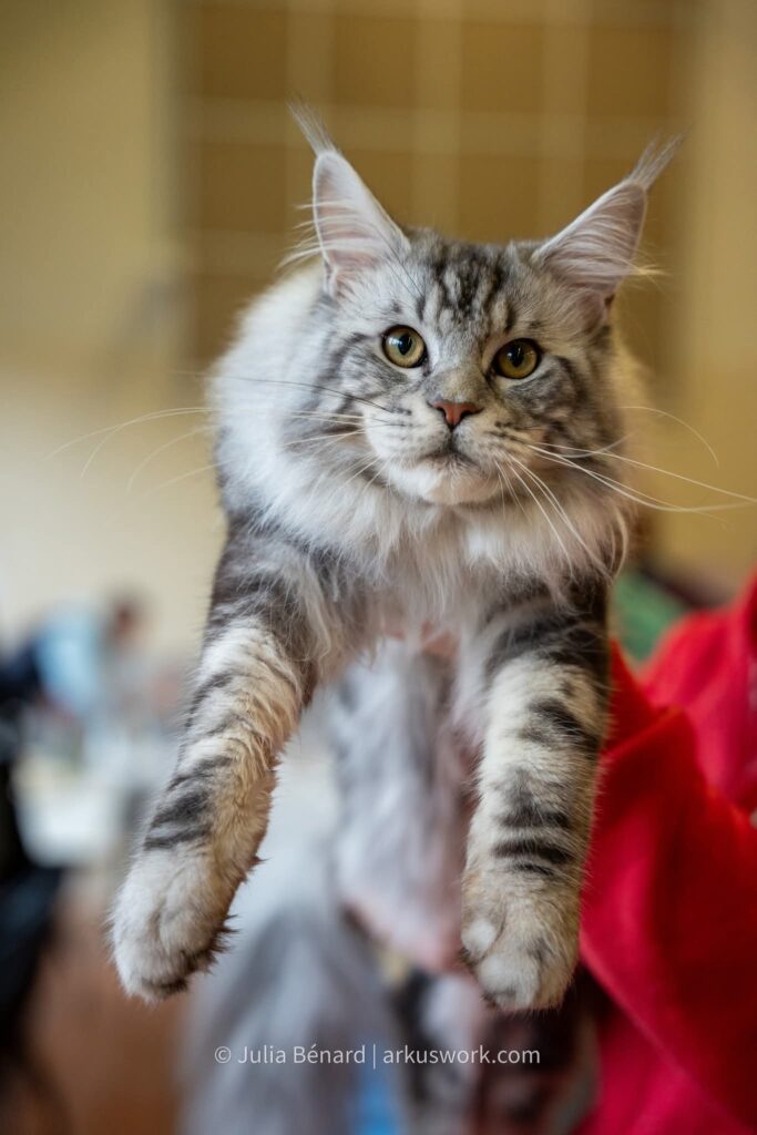 maine coon black silver blotched tabby tout jeune garocn qui est deja champion