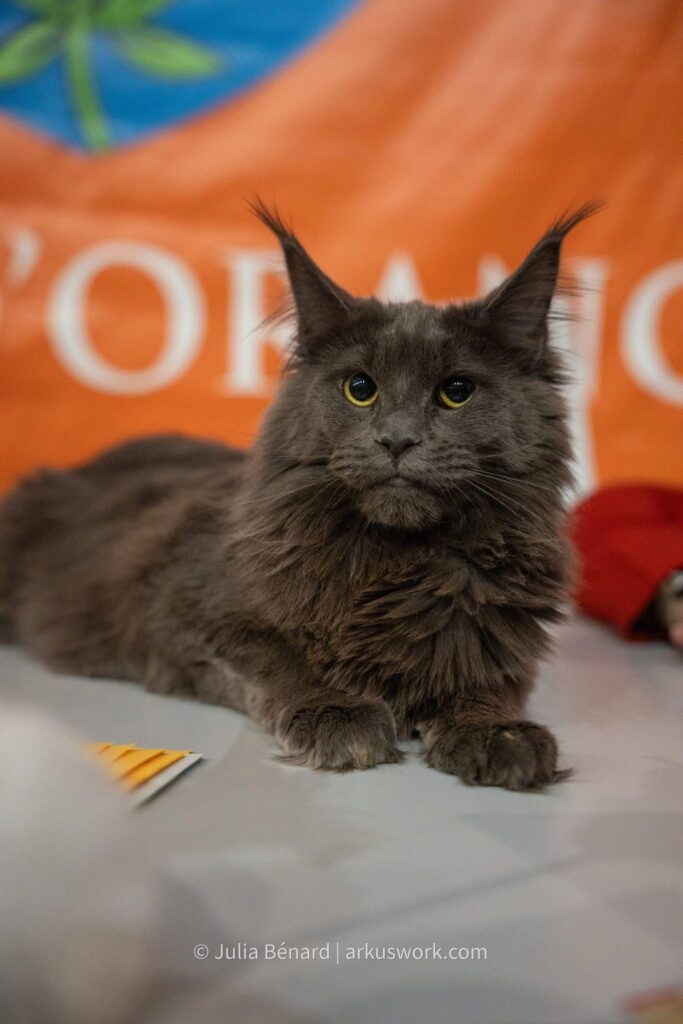 maine coon bleu en cour d'exposition