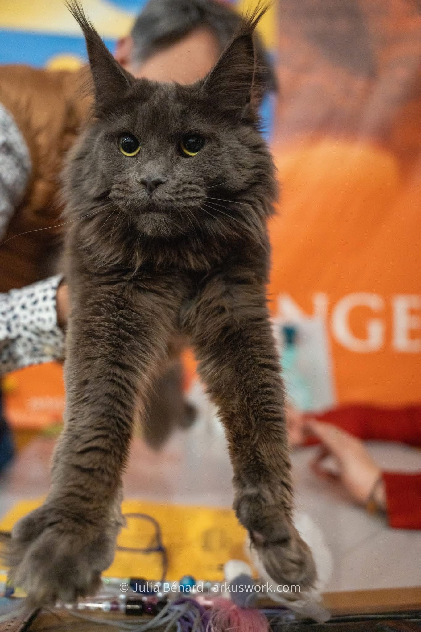 maine coon bleu jusgment en cours et deviendra championne