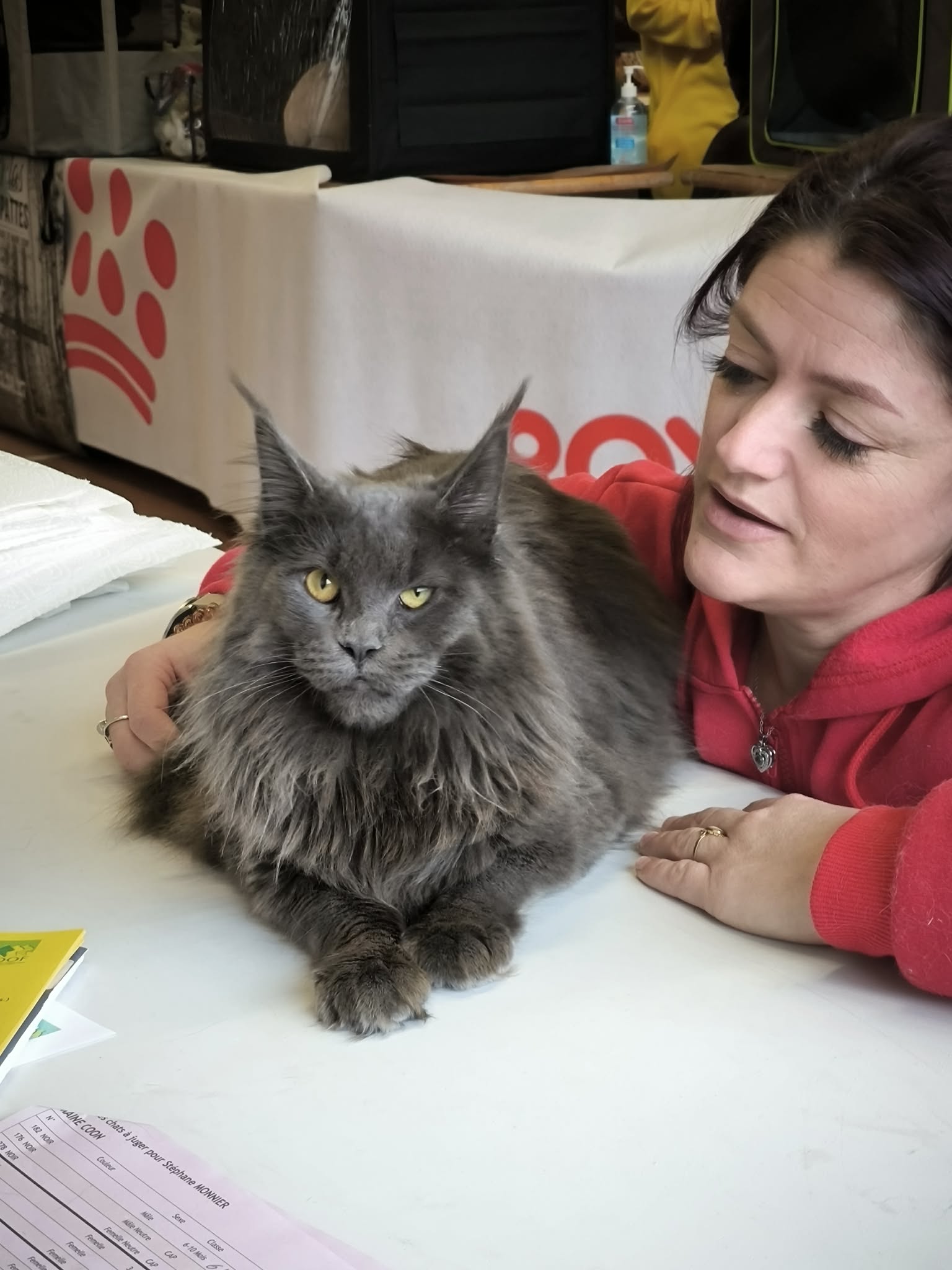 maine coon bleu en cour d'examens pour son tittre de championne