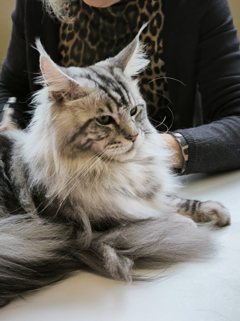 maine coon male black silver blotched tabby de 1 an prêt à être champion