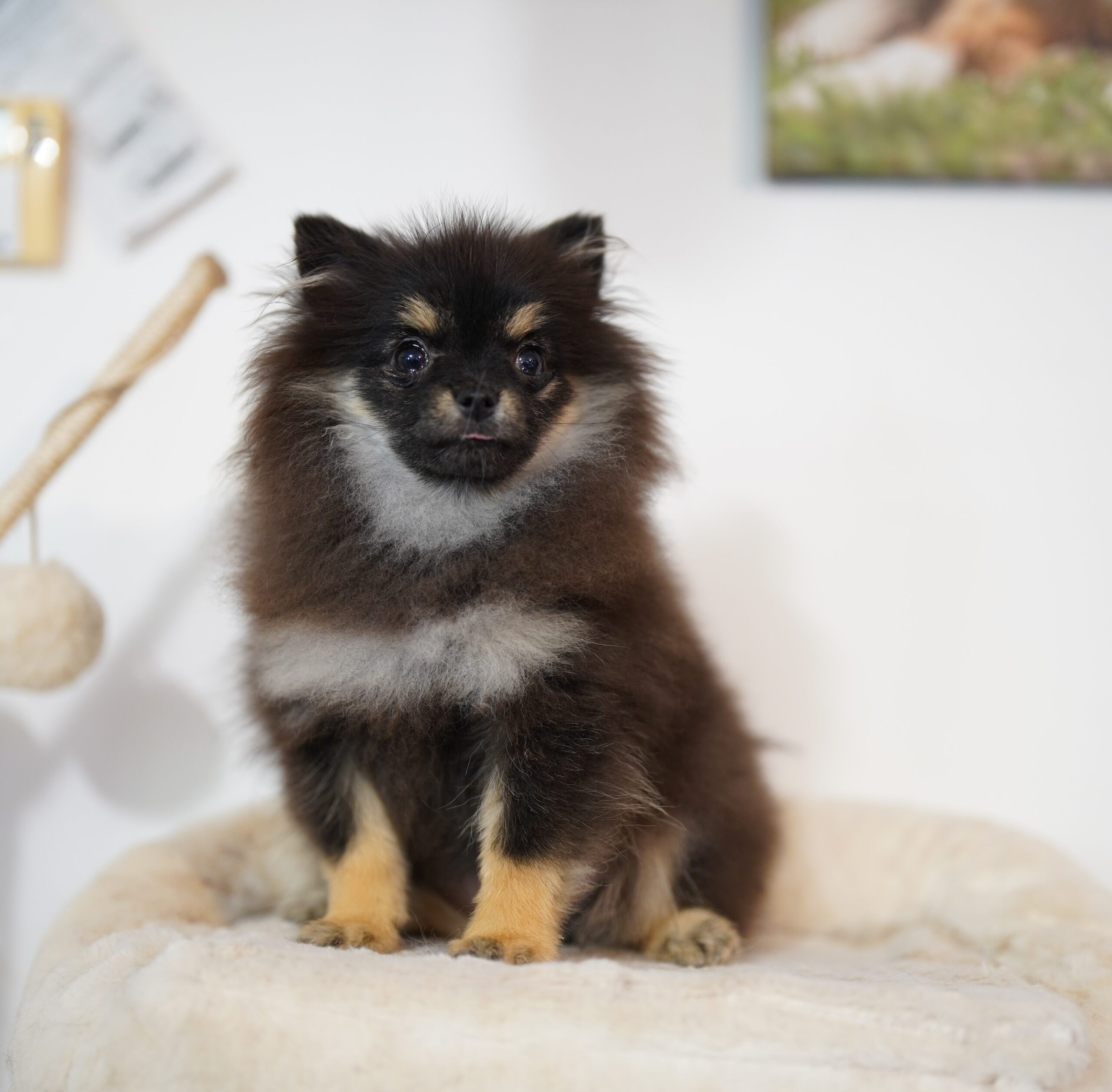 petite spitz nain black and tan