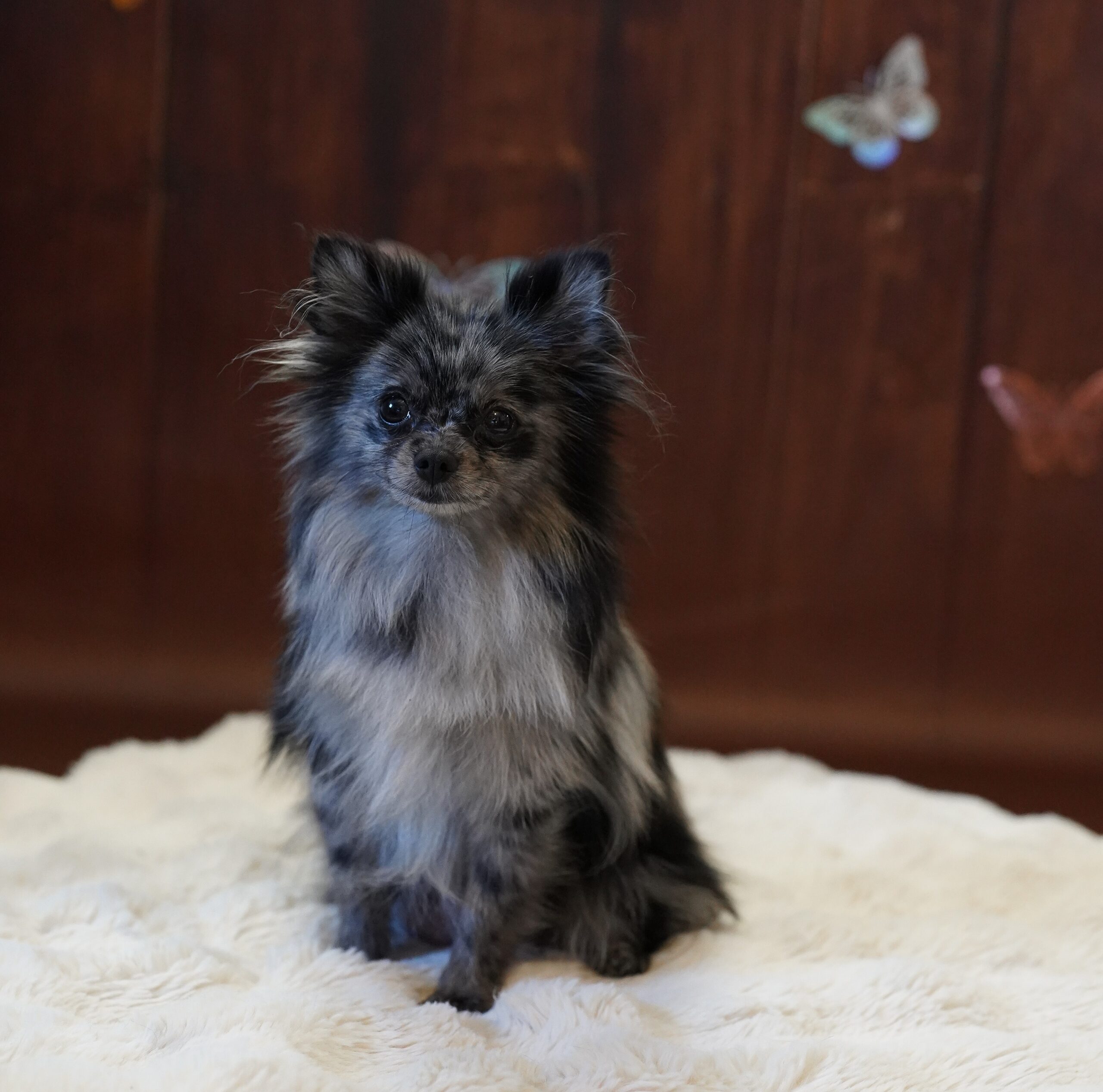 spitz nain bleu merle posant comme une petite chef magnifique