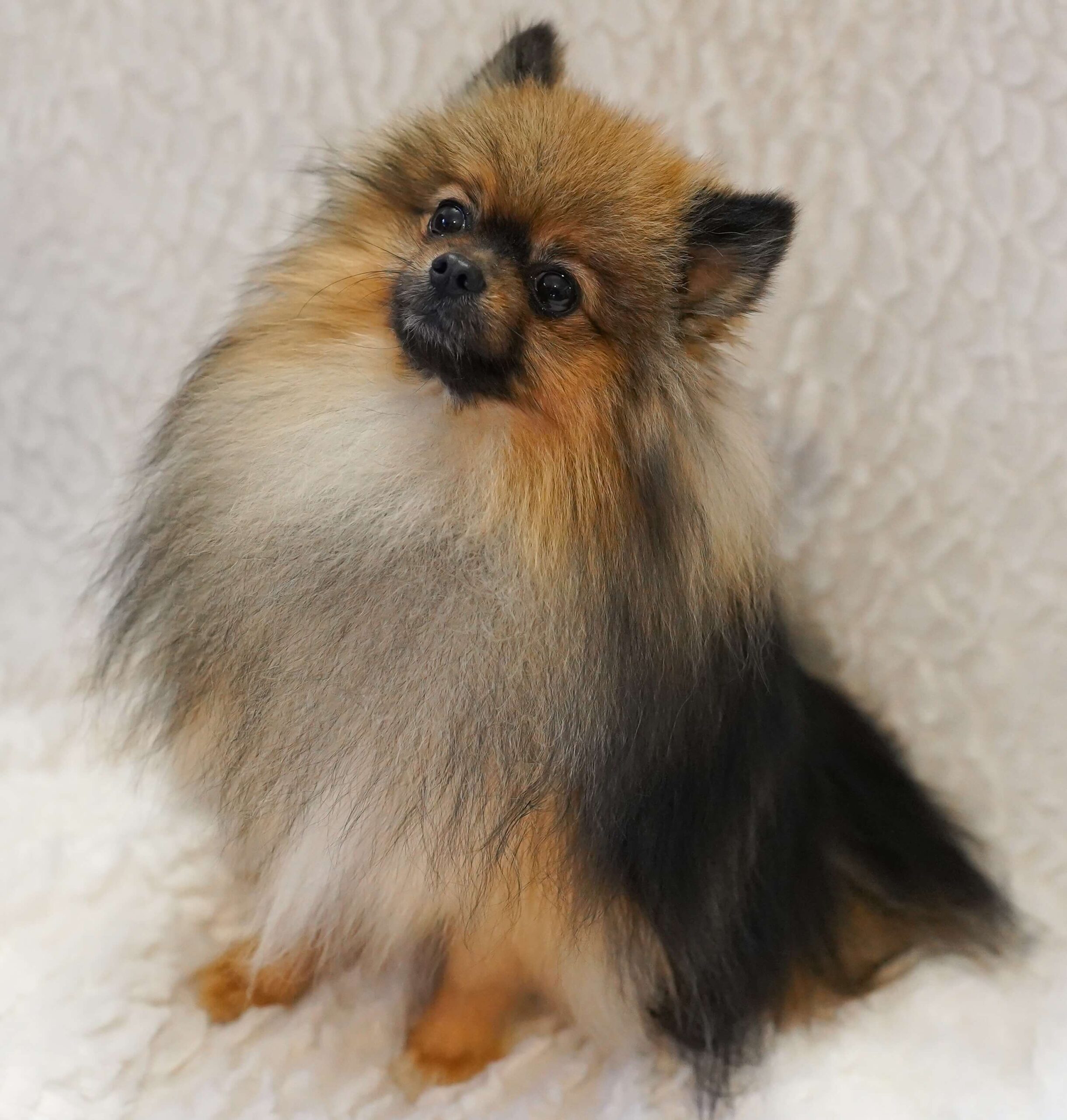 magnifique photo d'un petit charbonné spitz nain mâle