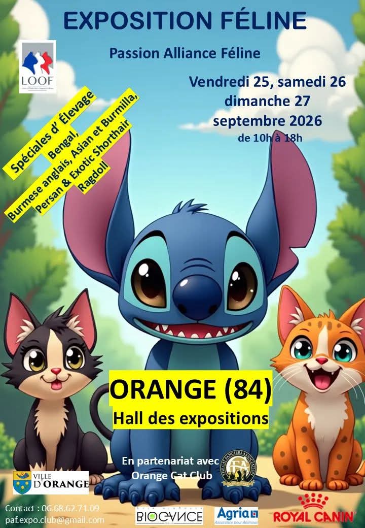 exposition de beauté chat maine coon et persan