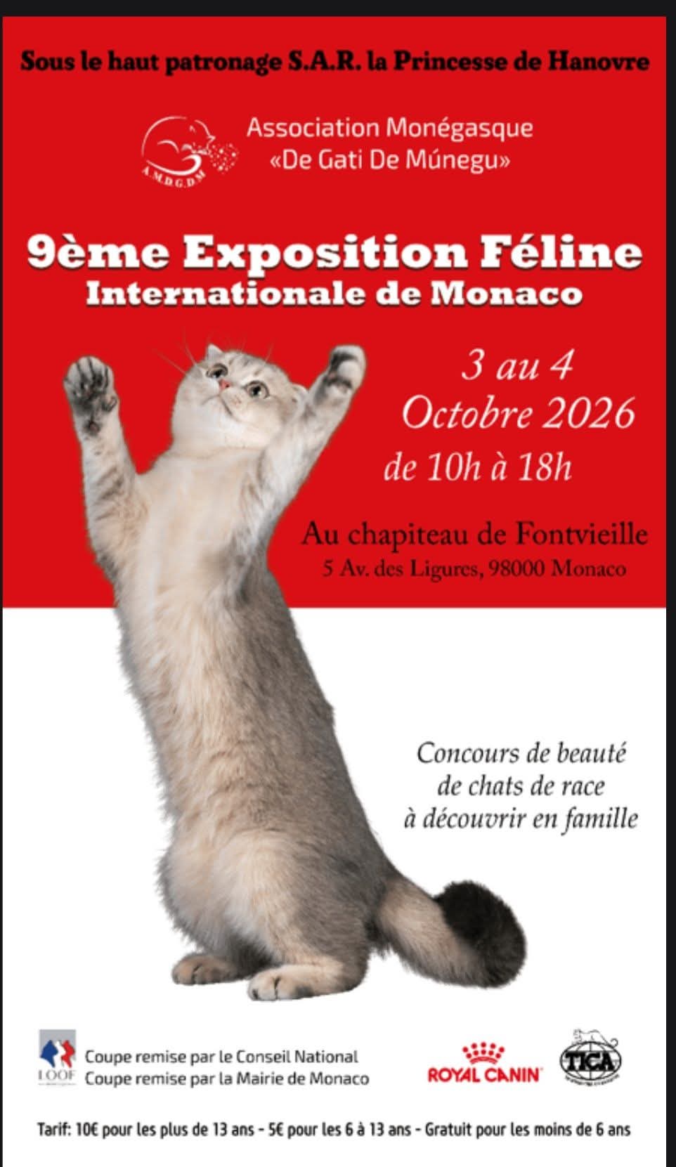 exposition chat maine coon