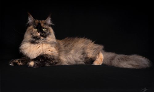 photo du concours felins avec titre de championne