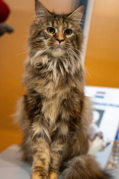 maine coon brown blotched tabby en cours d'examen avec regard perçant