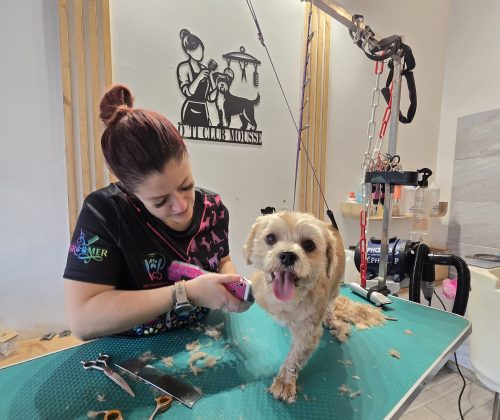 toiletteuse qui tond son petit chien marron magnifique toilettage